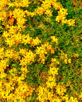 Yellow Wildflower in Summer photo