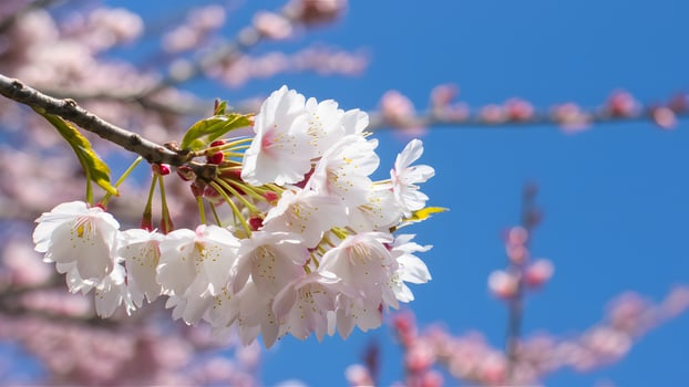 AI generated Spring cherry blossoms against serene blue sky background photo