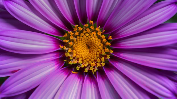 AI generated Violet flower macro shot creates a stunning and vibrant backdrop photo