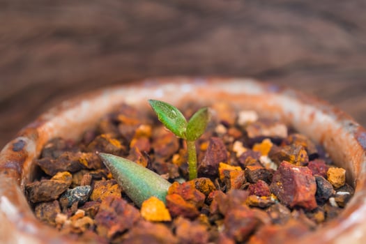 Bud leaf of small succulent plant growing on the laterite gravel photo