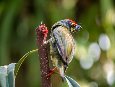 The Coppersmith barbet bird in the garden photo
