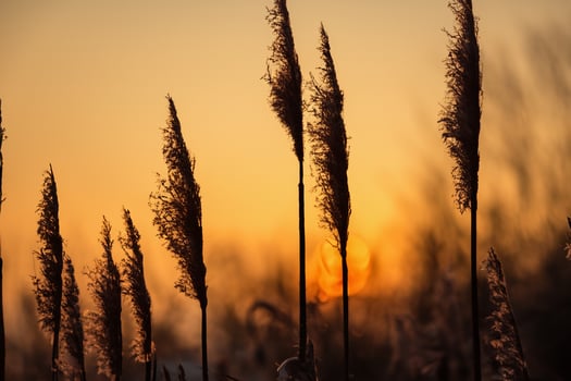 Reed Flowers Bask in the Radiant Glow of the Evening Sun, Creating a Spectacular Tapestry of Nature's Ephemeral Beauty in the Tranquil Twilight Sky photo