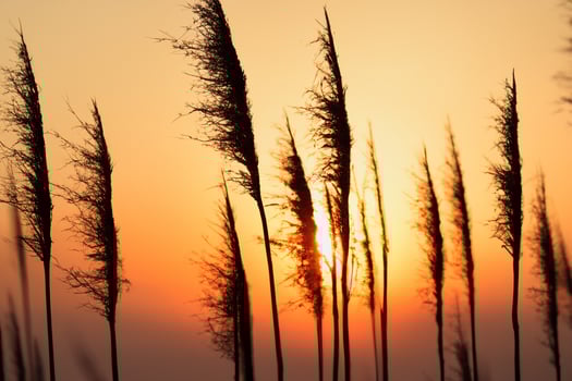 Reed Flowers Bask in the Radiant Glow of the Evening Sun, Creating a Spectacular Tapestry of Nature's Ephemeral Beauty in the Tranquil Twilight Sky photo