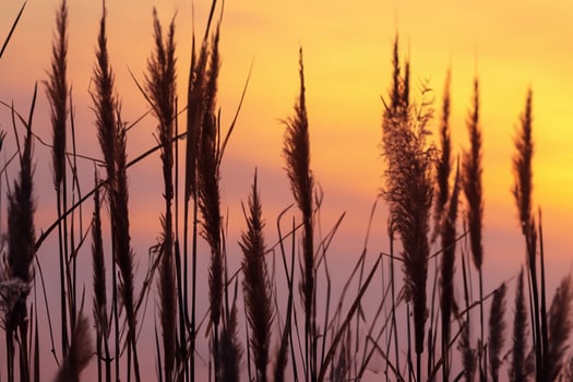 Reed Flowers Bask in the Radiant Glow of the Evening Sun, Creating a Spectacular Tapestry of Nature's Ephemeral Beauty in the Tranquil Twilight Sky photo