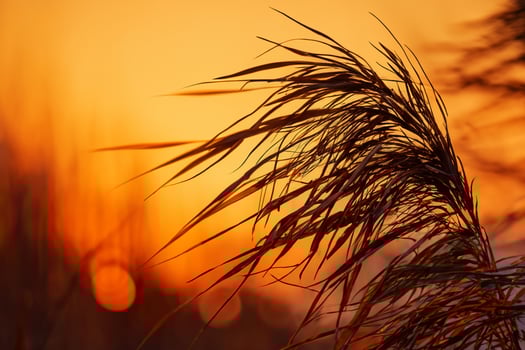 Reed Flowers Bask in the Radiant Glow of the Evening Sun, Creating a Spectacular Tapestry of Nature's Ephemeral Beauty in the Tranquil Twilight Sky photo