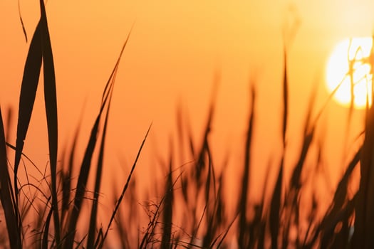 Reed Flowers Bask in the Radiant Glow of the Evening Sun, Creating a Spectacular Tapestry of Nature's Ephemeral Beauty in the Tranquil Twilight Sky photo