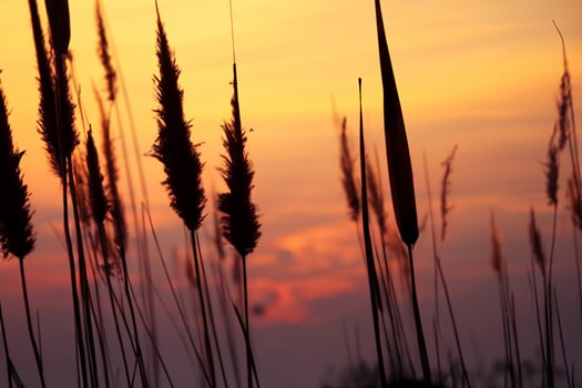 Reed Flowers Bask in the Radiant Glow of the Evening Sun, Creating a Spectacular Tapestry of Nature's Ephemeral Beauty in the Tranquil Twilight Sky photo