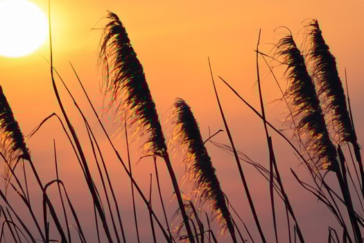 Sunset Bloom Reed Flowers Bask in the Radiant Glow of the Evening Sun, Creating a Spectacular Tapestry of Nature's Ephemeral Beauty in the Tranquil Twilight Sky photo