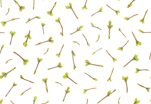 Spring seamless pattern of young twigs with buds photo