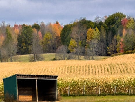 Fall In Rural New York photo