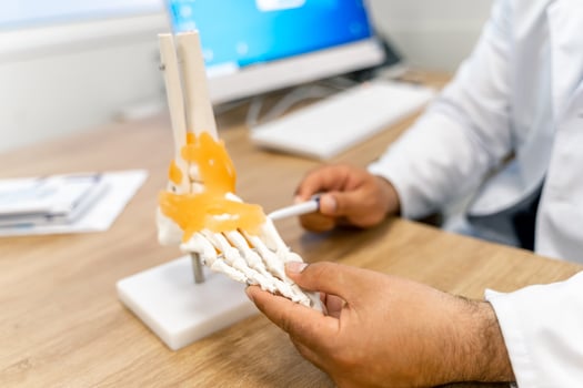 Feet bones model at doctor s table. Educational medical artificial foot model. Detailed bones of the foot. photo