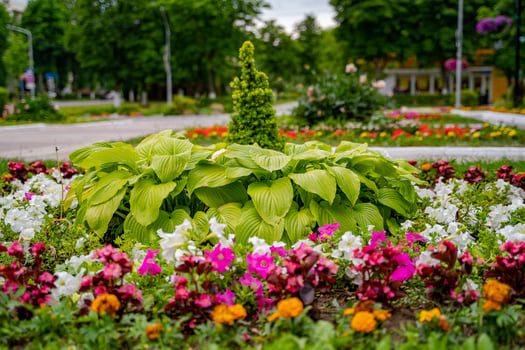 Decorative flowers in a well-kept garden. Colorful flowerbed. Landscape design. photo