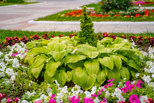 Scenic view of colourful flowerbeds. Lush green grass lawn. Landscape design. photo