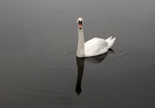 mute swan in a canal photo