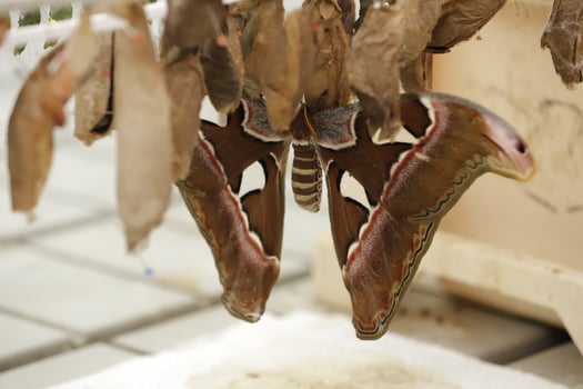Atlas moth come out of cocoon. Atlas moth one of the tallest butterflies. photo