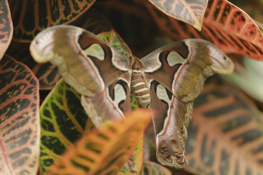 Atlas moth is a huge butterfly the wings looks like a snake photo