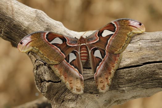 Atlas moth is a huge butterfly the wings looks like a snake photo