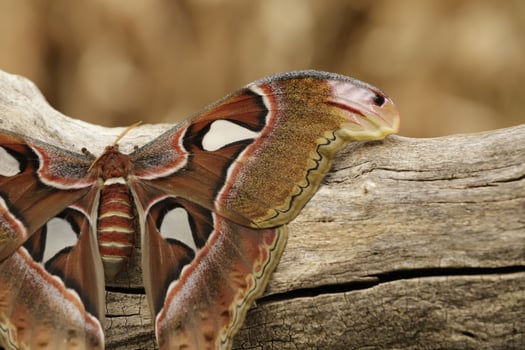 Atlas moth is a huge butterfly the wings looks like a snake photo