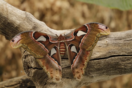 Atlas moth is a huge butterfly the wings looks like a snake photo