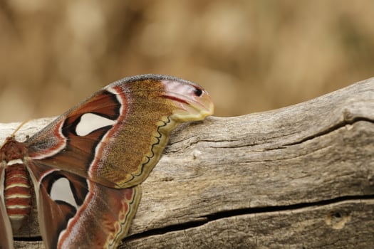 Atlas moth is a huge butterfly the wings looks like a snake photo