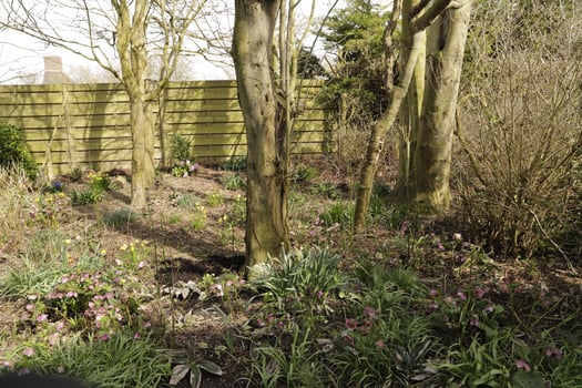 part of a garden with trees, ferns and other plants photo