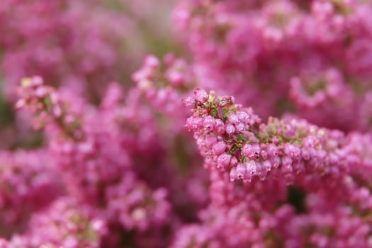 close up of pink heath photo