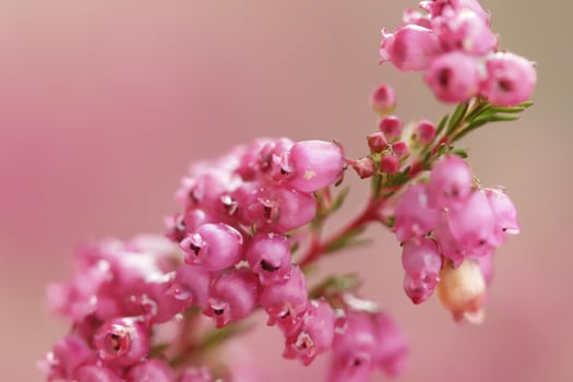 macro photo heath plant