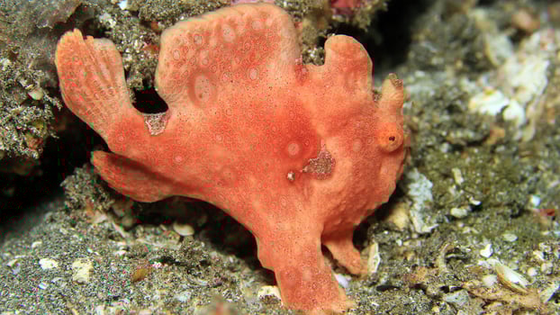Frogfish Antennarius. Amazing underwater world, frog fish marine creature photo