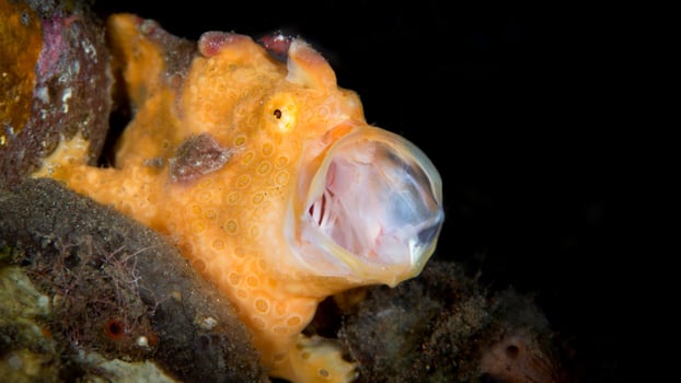 Frogfish Antennarius. Amazing underwater world, frog fish marine creature photo