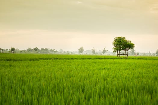 Small hut with grean leaf rooftop in the center of rice field. Beauty scenery in nature indonesia photo