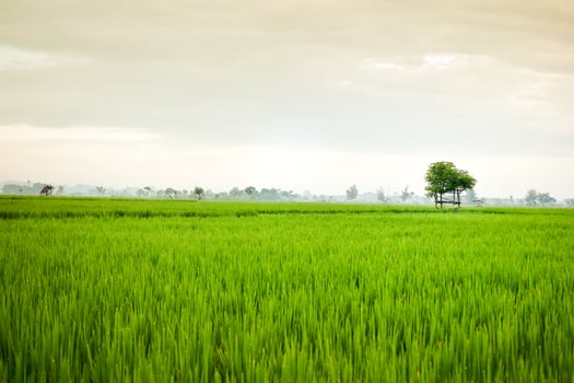 Small hut with grean leaf rooftop in the center of rice field. Beauty scenery in nature indonesia photo