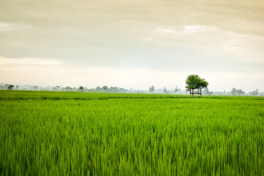 Small hut with grean leaf rooftop in the center of rice field. Beauty scenery in nature indonesia photo