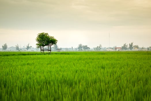 Small hut with grean leaf rooftop in the center of rice field. Beauty scenery in nature indonesia photo