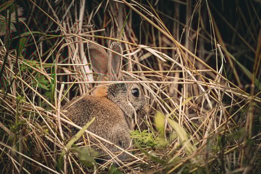 Rabbit in Natural Hideout photo