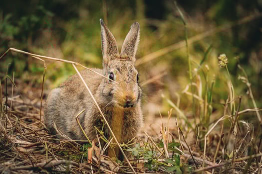 Curious Rabbit in the Field photo