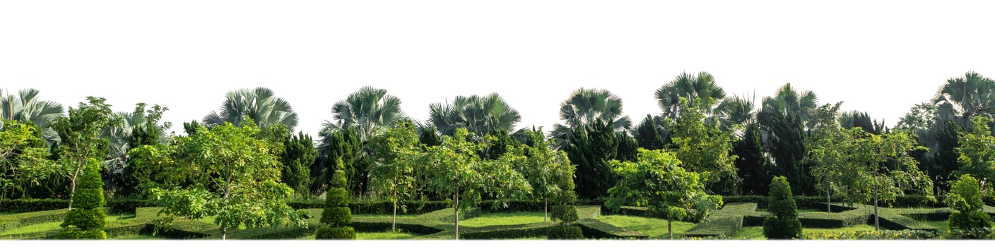 Green Trees isolated on white background.are Forest and foliage in summer for both printing and web pages with cut path and alpha channel photo