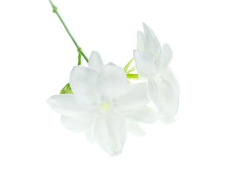 Close up of jasmine flower. photo
