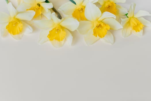 Beautiful flowers of yellow daffodil narcissus on a light yellow background. photo