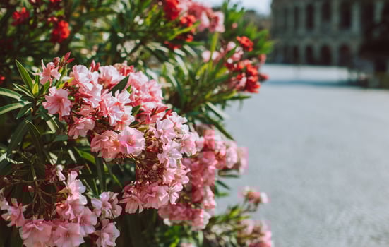 Beautiful pink oleander flowers on a summer street. photo