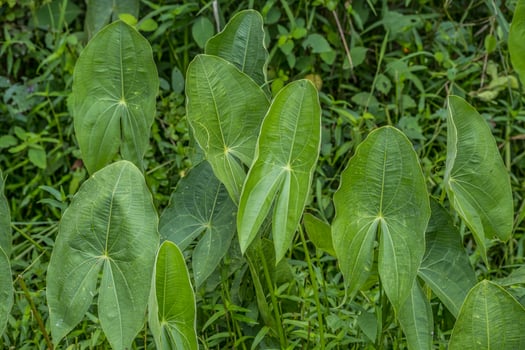 Broadleaf arrowhead plants closeup photo