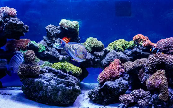 Fish Striped Surgeon Acanthurus lineatus photo
