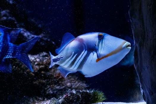 Fish Painted Triggerfish Rhinecanthus aculeatus photo