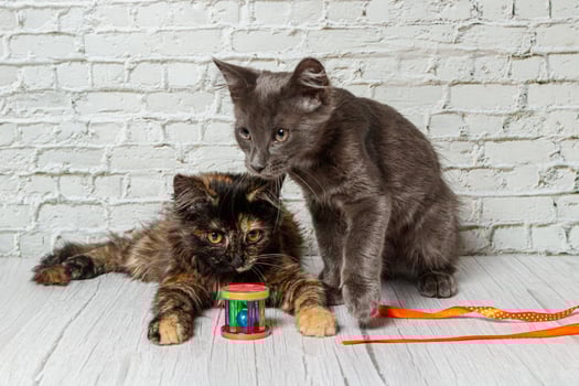 Beautiful couple of gray cat boy and girl on a brick wall background photo