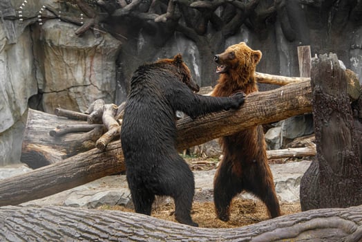 Two brown bears playing with each other photo