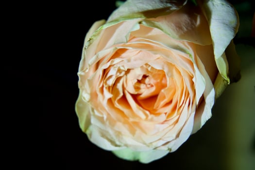 rose flowers background photo