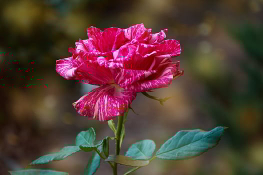 Variegated striped pink rose close-up in the garden. Beauty and tenderness, holiday. Nature photo