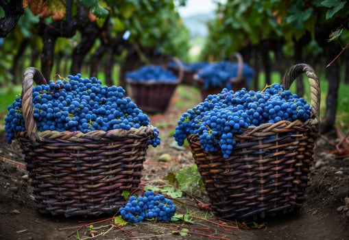 AI generated Baskets full of grapes in vineyard photo