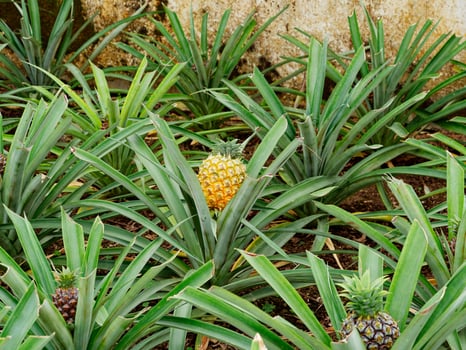 Pineapple plantation, greenhouse in Sao Miguel Island in the Azores, Portugal. Tropical and exotic fruit plantation. photo