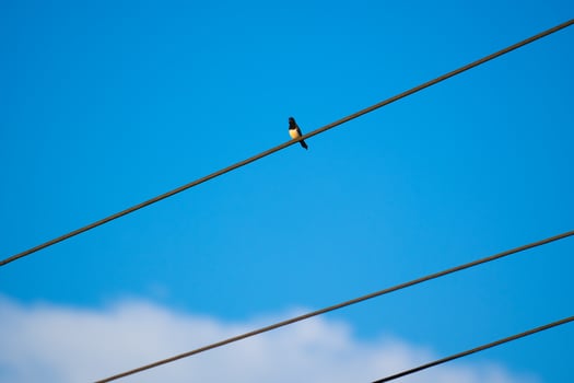Alone perched on an electric cable photo