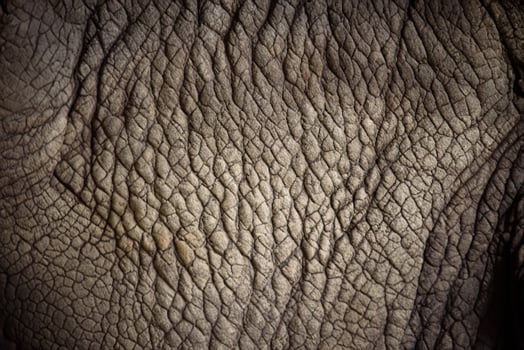 Rhino Skin, Close Up Texture Background. photo